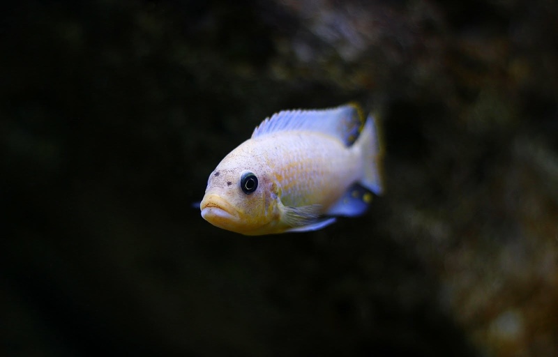Maylandia zebra 'Nkhungu Reef'